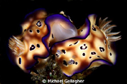 Mating nudis by Michael Gallagher 